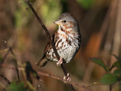 Fox Sparrow