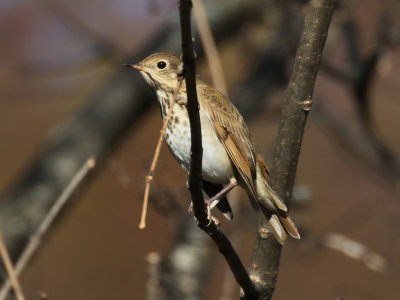 Hermit Thrush