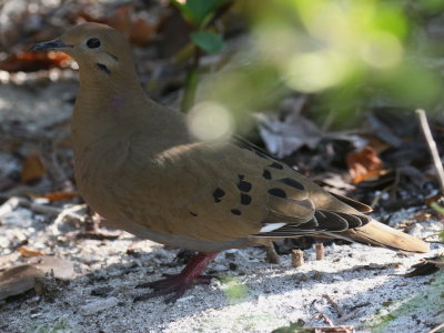 Zenaida Dove