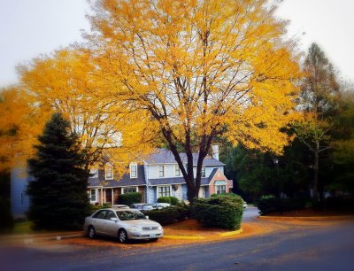 Dream Tree