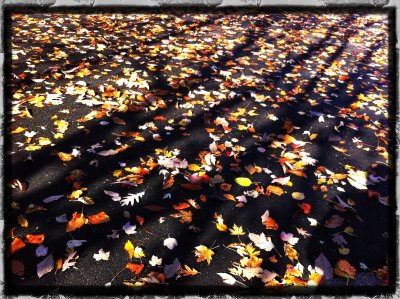 Parking in fall