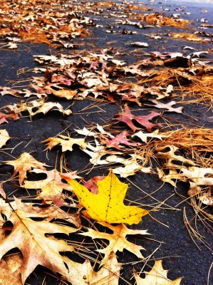 Fall 5