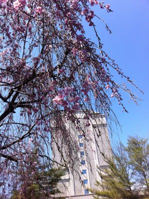 Spring1