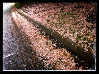 Cherry remains