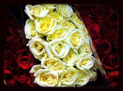 Roses for Mother day