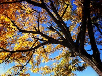Fall Color 2