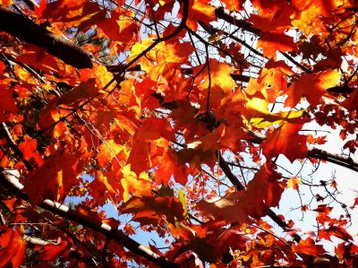 Fall Color 1