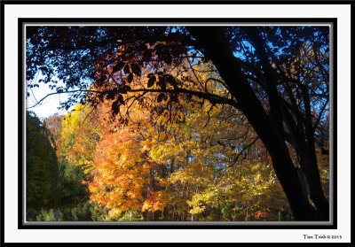 Fall Foliage
