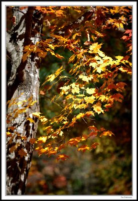 Golden Tree