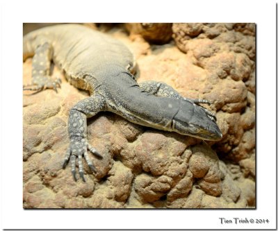 Common Goanna