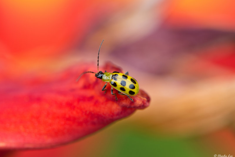 In the garden