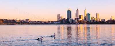 Pelicans on the Swan River at Sunrise, 9th August 2012