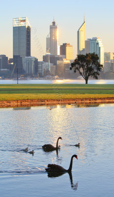 Black Swans by the Swan River at Sunrise, 4th August 2013