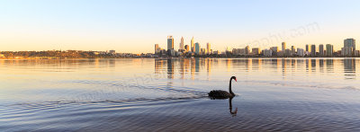 Black Swan on the Swan River at Sunrise, 6th September 2013