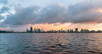 Pelican on the Swan River at Sunrise, 20th September 2013