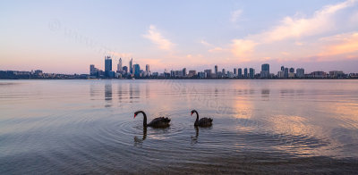Black Swans on the Swan River at Sunrise, 1st November 2013