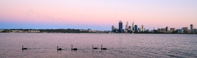 Black Swan on the Swan River at Sunrise, 8th November 2013