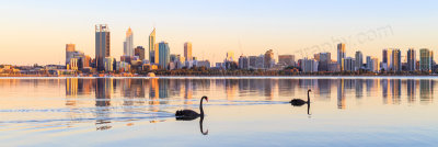 Black Swans on the Swan River at Sunrise, 4th December 2013