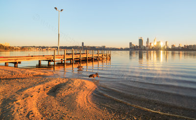 Black Swans by the Swan River at Sunrise, 24th June 2014