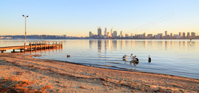 Pelicans by the Swan River at Sunrise, 25th June 2014