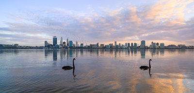 Black Swans on the Swan River at Sunrise, 16th July 2014