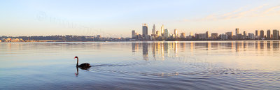Black Swan on the Swan River at Sunrise, 17th July 2014