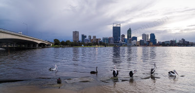 Pelicans on the Swan River at Sunrise, 22nd July 2014