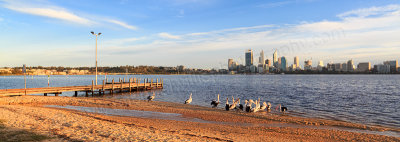 Pelicans by the the Swan River at Sunrise, 1st September 2014