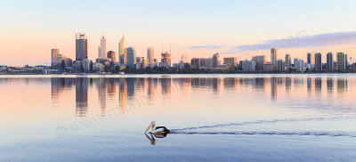 Pelican on the the Swan River at Sunrise, 13th September 2014