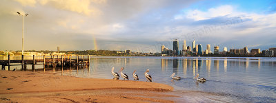Pelicans by the Swan River at Sunrise, 22nd September 2014