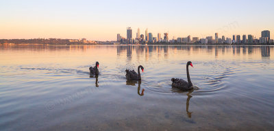 Black Swans on the Swan River at Sunrise, 5th November 2014