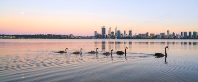 Black Swans and Cygnets on the Swan River at Sunrise, 8th November 2014