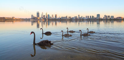 Black Swans and Cygnets on the Swan River at Sunrise, 9th November 2014