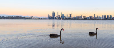 Black Swans on the Swan River at Sunrise, 13th November 2014