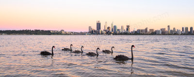 Black Swans and Cygnets on the Swan River at Sunrise, 15th November 2014