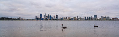 Black Swans on the Swan River at Sunrise, 29th November 2014