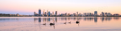 Black Swans and Cygnets on the Swan River at Sunrise, 4th December 2014