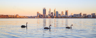 Black Swans and Cygnets on the Swan River at Sunrise, 5th January 2015