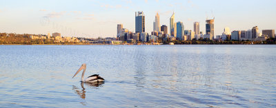 Pelican on the the Swan River at Sunrise, 8th February 2015