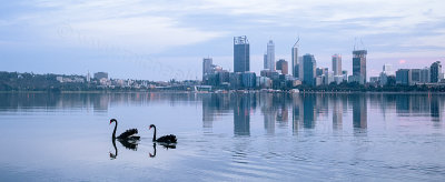 Black Swans on the Swan River at Sunrise, 18th February 2015