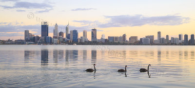 Black Swans on the Swan River at Sunrise, 2nd May 2015