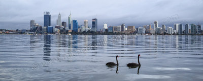 Black Swans on the Swan River at Sunrise, 18th May 2015