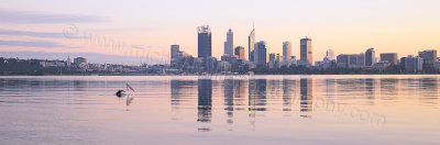 Pelican on the Swan River at Sunrise, 28th May 2015