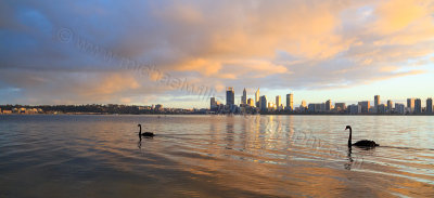 Black Swans on the Swan River at Sunrise, 7th June 2015