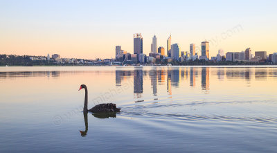 Black Swans on the Swan River at Sunrise, 14th June 2015