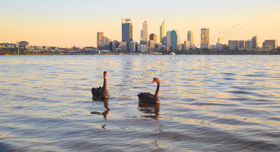 Black Swans on the Swan River at Sunrise, 4th September 2015