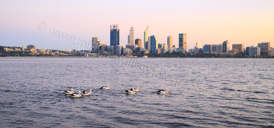 Pelicans on the Swan River at Sunrise, 9th September 2015