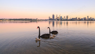 Black Swans and Cygnets on the Swan River at Sunrise, 20th September 2015