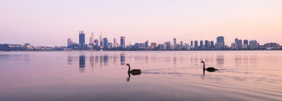 Black Swans on the Swan River at Sunrise, 26th September 2015