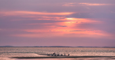 Monkey Mia Pelicans at Sunrise, 30th October 2015